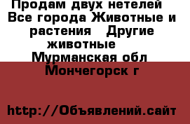 Продам двух нетелей - Все города Животные и растения » Другие животные   . Мурманская обл.,Мончегорск г.